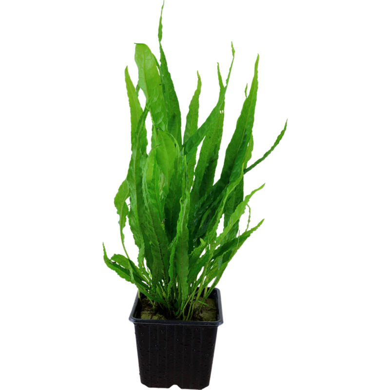 Tropica Microsorum pteropus XL - 1 Stk