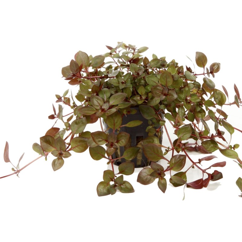 Tropica Ludwigia palustris 'Super Red' - 1 Stk