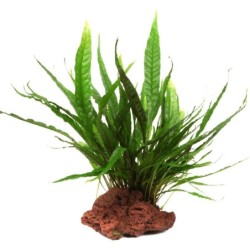 Tropica Microsorum pteropus auf Lavastein - klein