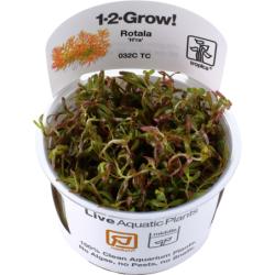 Tropica Rotala rotundifolia 'H'ra' CUP - 1 Stk