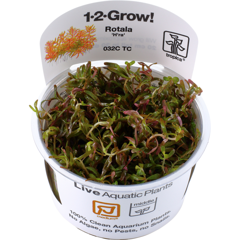 Tropica Rotala rotundifolia 'H'ra' CUP - 1 Stk