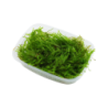 Tropica Vesicularia ferriei 'Weeping' Portion - 1 Pkg