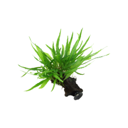 Tropica Microsorum pteropus...