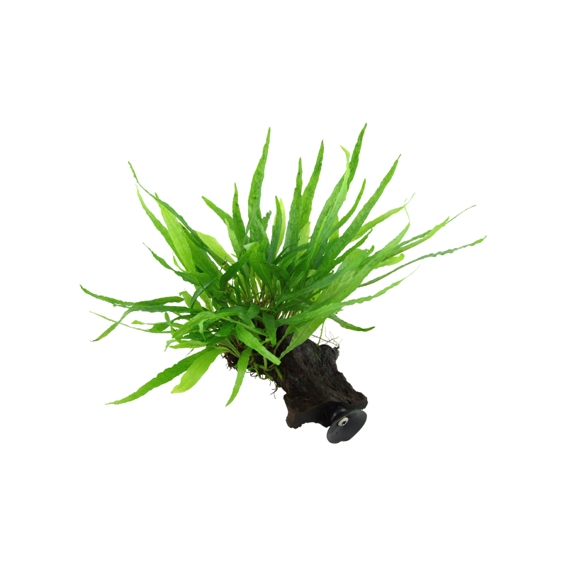 Tropica Microsorum pteropus 'Narrow' mit Sauger - 1 Stk