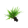 Tropica Microsorum pteropus 'Narrow' mit Sauger - 1 Stk