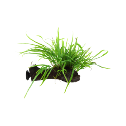 Tropica Microsorum pteropus 'Trident' mit Sauger - 1 Stk