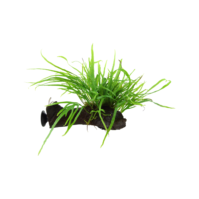 Tropica Microsorum pteropus 'Trident' mit Sauger - 1 Stk