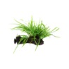 Tropica Microsorum pteropus 'Trident' mit Sauger - 1 Stk