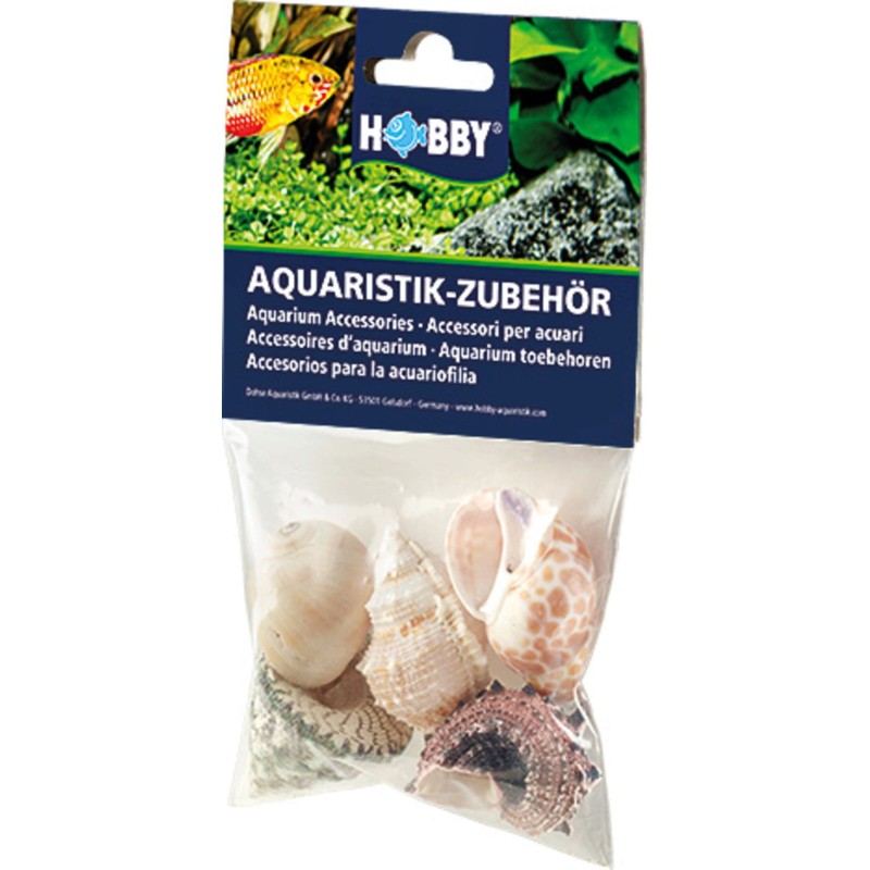 Hobby Sea Shells Set - groß