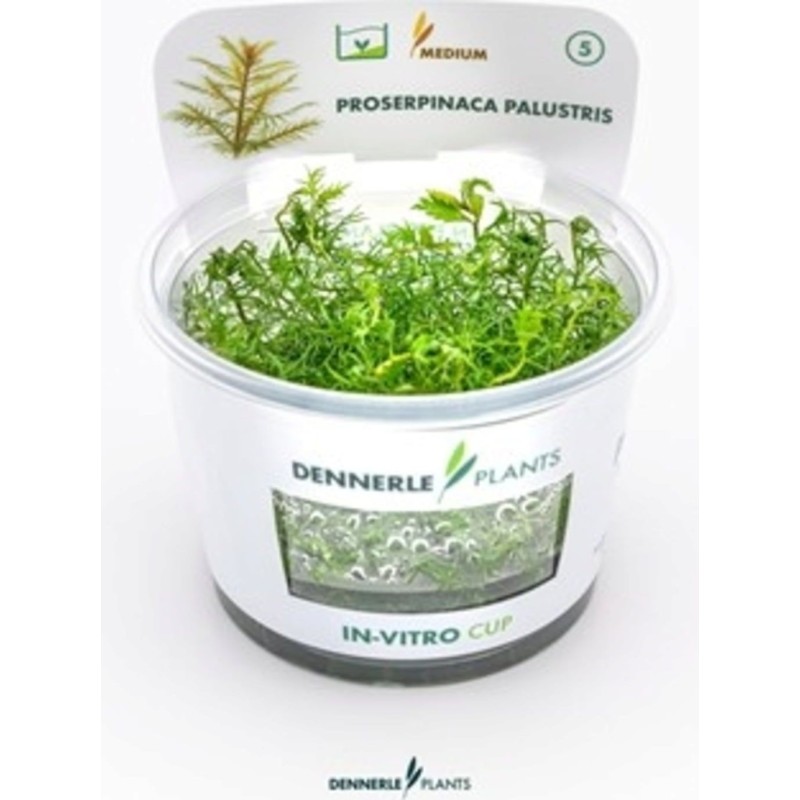 Dennerle Plants Proserpinaca palustris CUP - 1 Stk