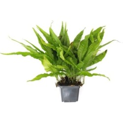 Dennerle Plants Microsorum pteropus  XXL - 1 Stk