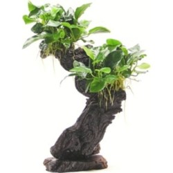 Dennerle Plants Anubias...