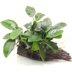 Dennerle Plants Anubias...