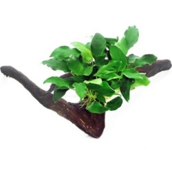 Dennerle Plants Anubias...