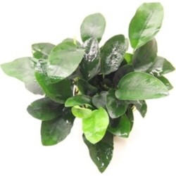 Dennerle Plants Anubias...