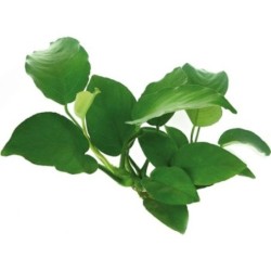 Dennerle Plants Anubias...