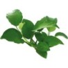 Dennerle Plants Anubias barteri - 1 Stk