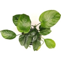 Dennerle Plants Anubias...