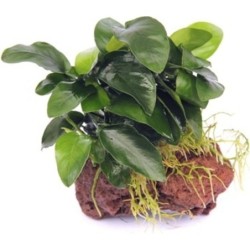 Dennerle Plants Anubias...