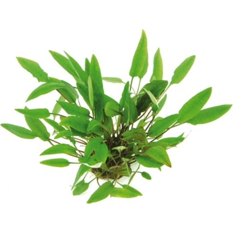 Dennerle Plants Cryptocoryne affinis - 1 Stk