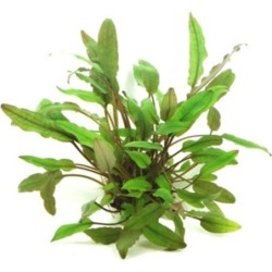 Dennerle Plants Cryptocoryne lucens - 1 Stk