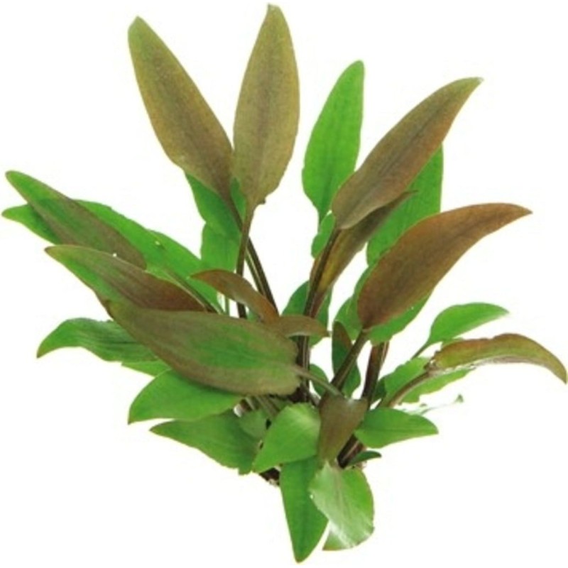 Dennerle Plants Cryptocoryne lutea - 1 Stk