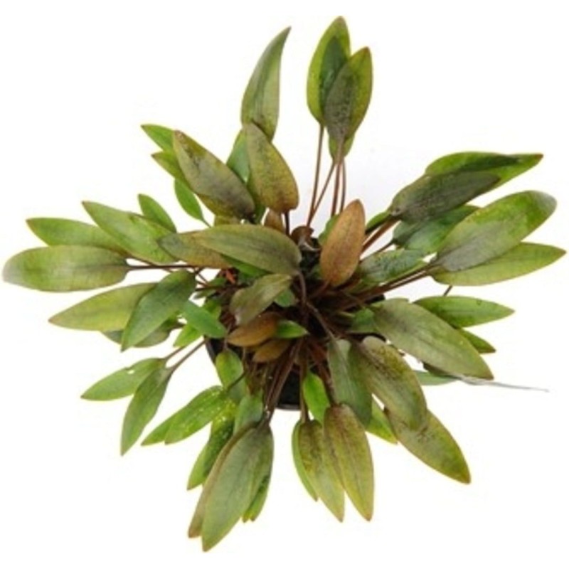 Dennerle Plants Cryptocoryne wendtii - Compact - 1 Stk