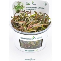 Dennerle Plants Hygrophila lancea 'Araguaia' CUP - 1 Stk