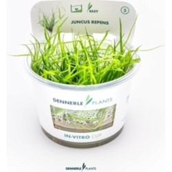 Dennerle Plants Juncus repens CUP - 1 Stk