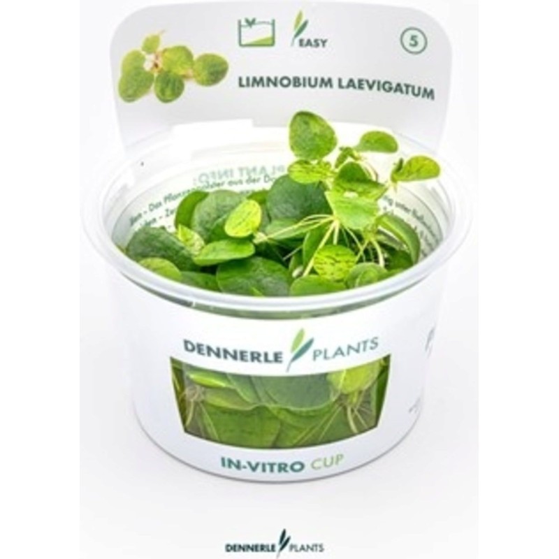 Dennerle Plants Limnobium laevigatum CUP - 1 Stk