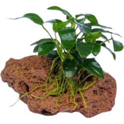 Dennerle Plants Anubias nana Bonsai auf Stein - 1 Stk