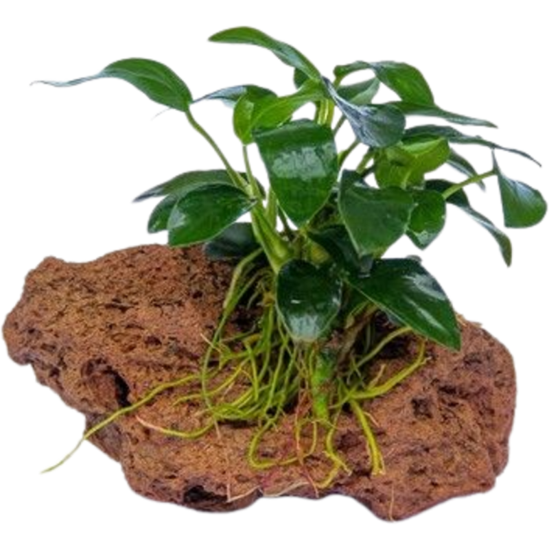 Dennerle Plants Anubias nana Bonsai auf Stein - 1 Stk