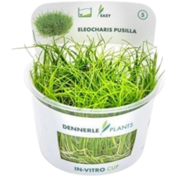 Dennerle Plants Eleocharis pusilla CUP - 1 Stk