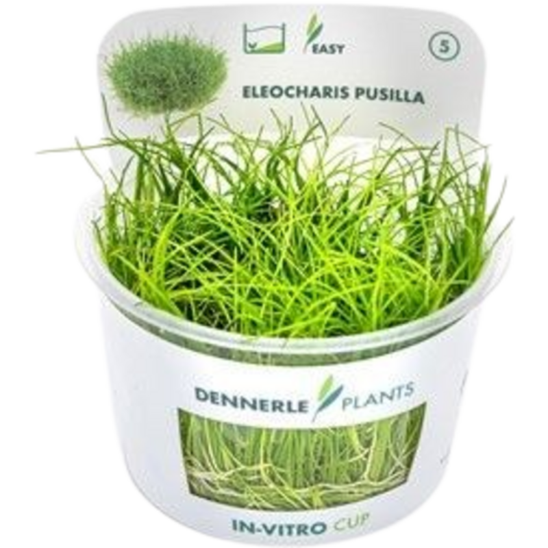 Dennerle Plants Eleocharis pusilla CUP - 1 Stk