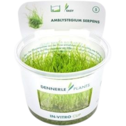 Dennerle Plants Amblystegium serpens CUP - 1 Stk