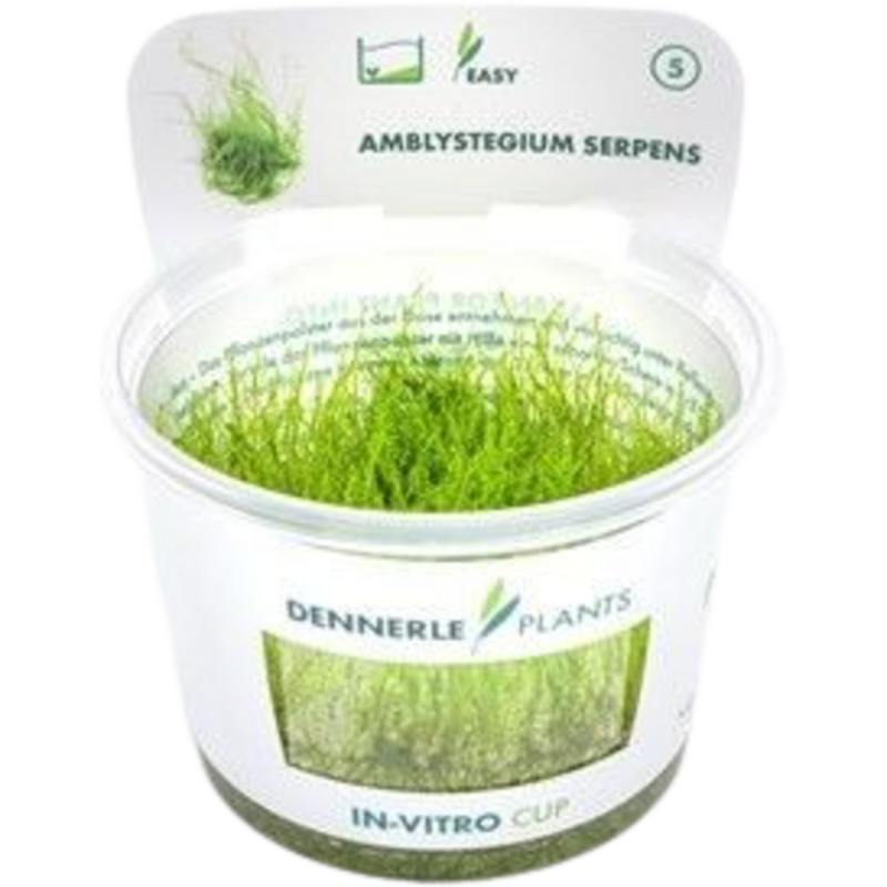 Dennerle Plants Amblystegium serpens CUP - 1 Stk