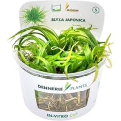 Dennerle Plants Blyxa...