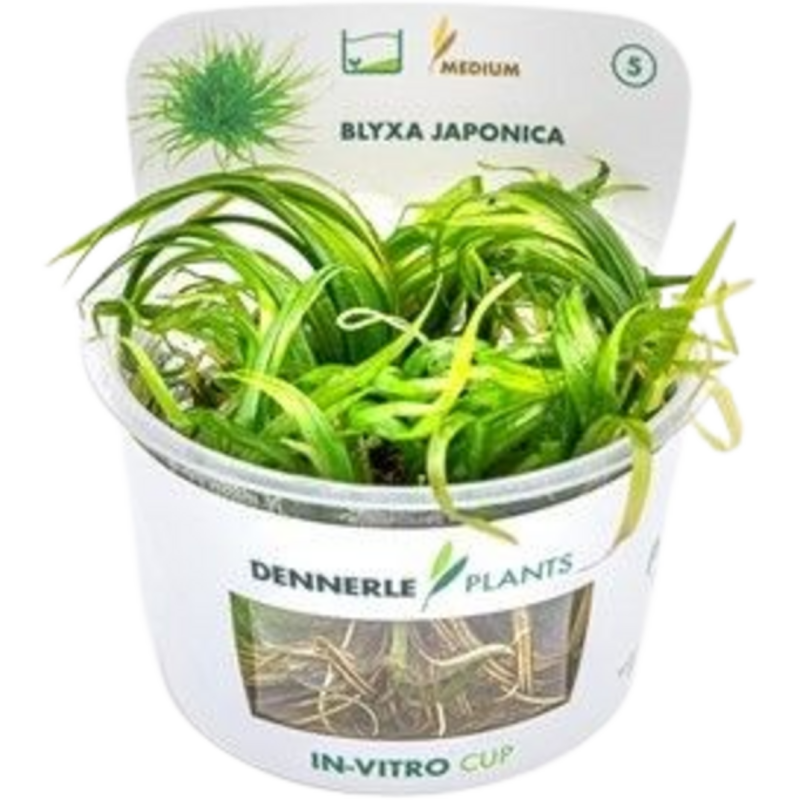 Dennerle Plants Blyxa japonica CUP - 1 Stk