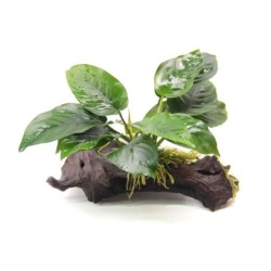 Anubias barteri 16 x 5 x 16...