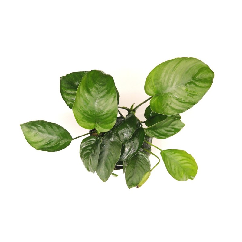 Anubias barteri Topf XXL