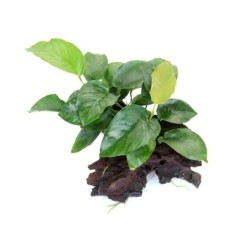 Anubias barteri 19 x 7 x 17...