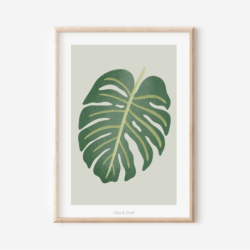 Poster Monstera...