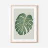 Poster Monstera Zimmerpflanze - Boho Pflanze Botanischer Print