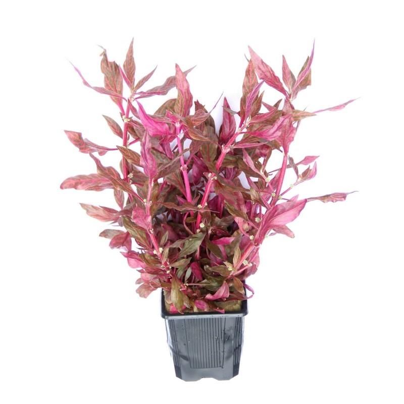 Alternanthera reineckii 'rubinrot' Topf XXL