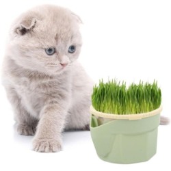 Easy To Grow Cat Grass Box...