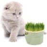 Easy To Grow Cat Grass Box Planter Reusable Grass Sprouter Tray Microgreens Growing Kit  Home