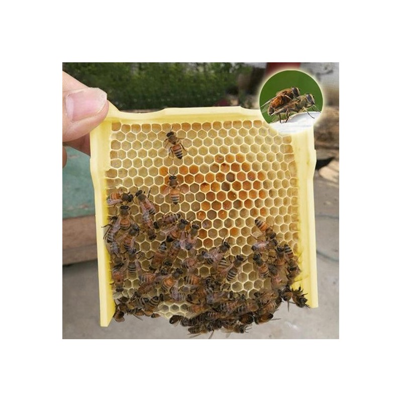 Bienenstock Box Ernte Königin Bestäubung Imkerei Paarung Kopulation Reserve Fall