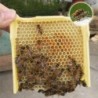 Bienenstock Box Ernte Königin Bestäubung Imkerei Paarung Kopulation Reserve Fall