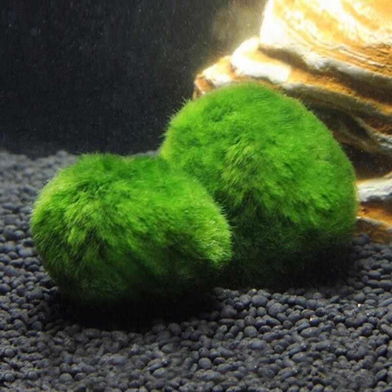 3-4 cm Marimo Moosbälle Lebende Aquariumpflanze Algen Fisch Garnelen Tank Ornament Simulation Grünalgenbälle Künstliche Pflan