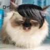 Pet Wig Funny Cat Toupee Hat Dress Up Headgear Cosplay Costume Accessories Hair Decoration for Halloween Events Photos Outdoo